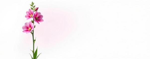 Fototapeta premium Tall stem with large pink flowers of hollyhock isolated on white background, pink, floral, hollyhock