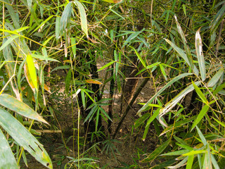 bamboo forest background
