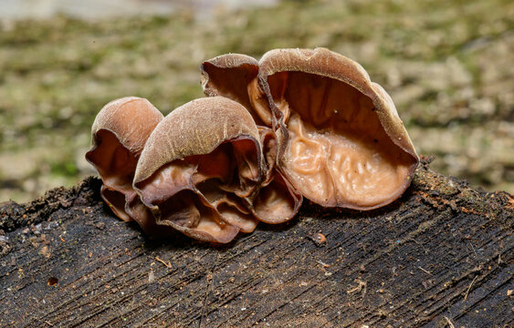 Auricularia auricula-judae - saprophytic fungus growing on an old tree stump, Odessa