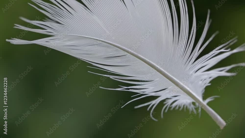 Aufkleber white feather floating gently in soft focus on green background, nature tranquility concept