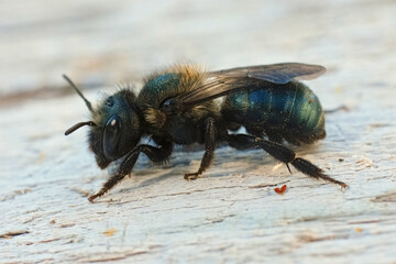 Closeup on a hairy metallic green large female Mason bee , Osmia from Crescent city, North California