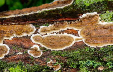 Cylindrobasidium evolvens - saprotrophic crust fungus on a rotten tree branch, Odessa