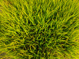 grass texture background