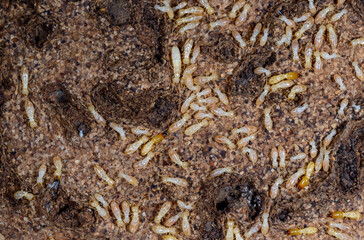 Reticulitermes lucifugus - A colony of termites living in rotten wood in southern Ukraine, Odessa