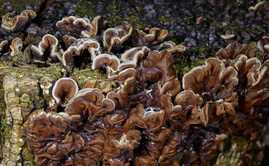 Auricularia mesenterica - saprophytic fungus growing on an old tree stump, Odessa
