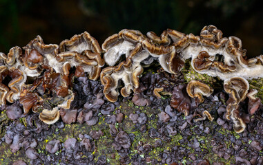 Auricularia mesenterica - saprophytic fungus growing on an old tree stump, Odessa