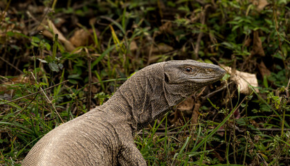 Monitor lizard