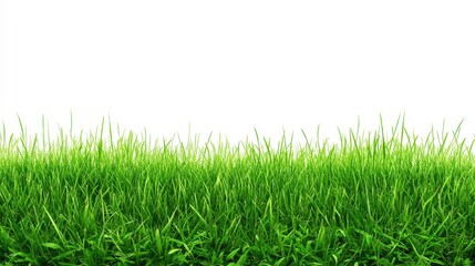 Fototapeta premium Lush Green Grass Border Isolated on a Pure White Background for Creative Design and Nature-Inspired Projects
