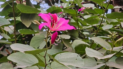 Purple Orchid tree flower, Bauhinia Purpurea with green leaf background.