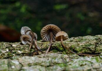 Mycena meliigena - small saprophytic mushroom growing on the bark of an old oak tree, Odessa