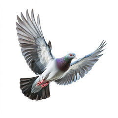 Obraz premium A pigeon with iridescent green and purple feathers on its neck is captured mid-flight with wings fully spread against a white background.
