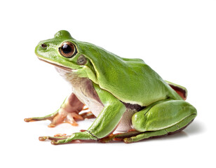 Fototapeta premium ヨーロッパアマガエル。白背景。（European green tree frog on white background） 