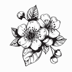 Hawthorn Flower Image vector. Hawthorn Flower Stock Illustrations on white background.