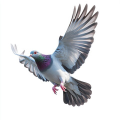 Obraz premium A pigeon with iridescent green and purple feathers on its neck is captured mid-flight with wings fully spread against a white background.