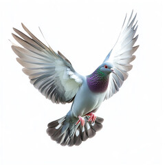 Obraz premium A pigeon with iridescent green and purple feathers on its neck is captured mid-flight with wings fully spread against a white background.