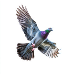 Obraz premium A pigeon with iridescent green and purple feathers on its neck is captured mid-flight with wings fully spread against a white background.