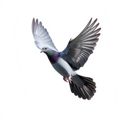 Naklejka premium A pigeon with iridescent green and purple feathers on its neck is captured mid-flight with wings fully spread against a white background.