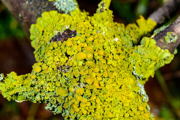 Xanthoria parietina - yellow-green lichen on a tree branch against the blue sky, Odessa