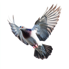 Fototapeta premium A pigeon with iridescent green and purple feathers on its neck is captured mid-flight with wings fully spread against a white background.