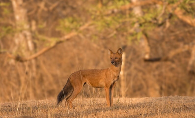 Wild Dog
