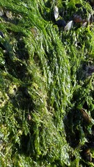 Close-Up of Green Seaweed and Barnacles on Rocky Shore, selective focus
