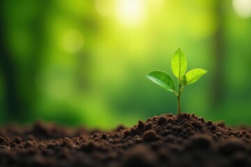 Naklejka premium A vibrant young sprout emerges from fertile earth, bathed in the warm glow of sunlight, symbolizing growth, renewal, and the promise of a flourishing future.