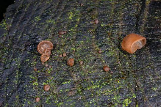 Auricularia auricula-judae - saprophytic fungus growing on an old tree stump, Odessa