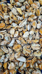 Frozen mussels. Peeled mussels without shells. Seafood on the counter of the fish market. Close-up of seafood. Photo of mussels in the supermarket