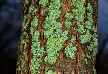 Xanthoria parietina - yellow-green lichen on a tree branch, Odessa
