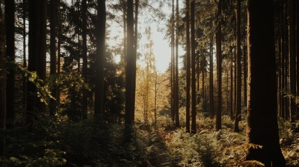 International Day of Forest. Forest Day Background