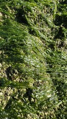 Close-Up of Green Seaweed and Barnacles on Rocky Shore, selective focus
