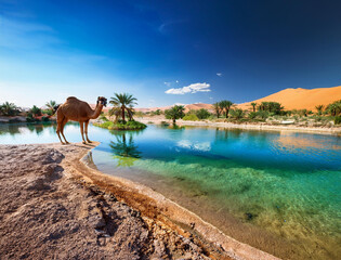 砂漠のオアシスとラクダ