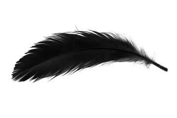 Obraz premium black feather isolated on white