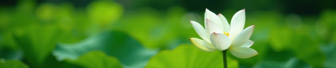 Obraz premium A delicate white lotus lily rises from a bed of greenery, garden, summer blooms, foliage
