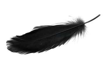 black feather isolated on white