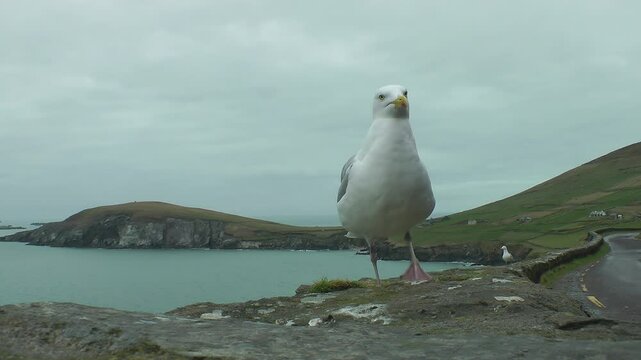 A seagull at Dunmore Head with the Blasket Islands and the sleeping giant in the background, County Kerry, Irland