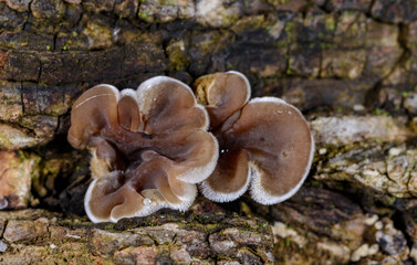 Auricularia mesenterica - saprophytic fungus growing on an old tree stump, Odessa