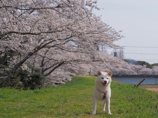 桜と柴犬