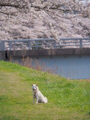 桜と柴犬