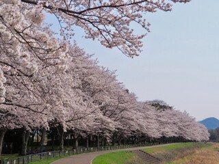 桜のある風景