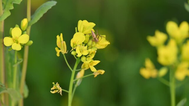 Oxyopes salticus spider on mustard flower. It &nbsp;is a species of&nbsp;lynx spider, commonly known as the&nbsp;striped lynx spider. Insects. 