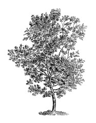 Fototapeta premium Black and white tree illustration. Highly detailed digital drawing capturing intricate branches and textures. Elegant monochrome artwork.