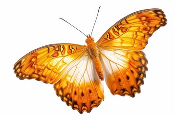 Fototapeta premium Orange butterfly animal insect white background.
