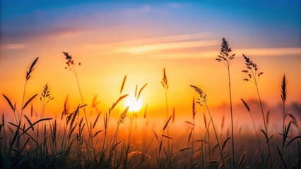Fototapeta premium Meadow Grass Silhouette at Dawn, serene, calm, serene, calm,golden grass