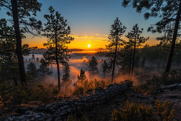 Majestic sunrise illuminates misty pine forest with golden rays and serene atmosphere in 8K resolution