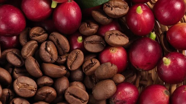 Fresh coffee and roasted coffee 