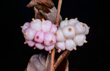 Coralberry, Symphoricarpos orbiculatus, berries with seeds on the branches of a plant in the garden in winter, Ukraine