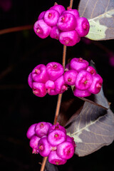 Coralberry, Symphoricarpos orbiculatus, berries with seeds on the branches of a plant in the garden...
