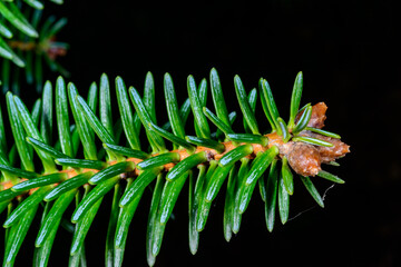 Abies pinsapo - cones on branches with green needle-like leaves, botanical garden, Ukraine