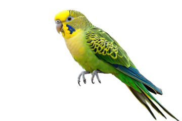 green and yellow parakeet